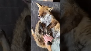 Salva a zorro y mira lo que pasa