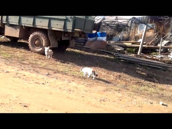 When Cats Attack, Страшнее кошки зверя