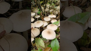 The fun of picking mushrooms is here #farming #amazing #mushroom #viral #fruit #wildlife #farmlife
