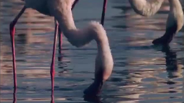 Flamingos feeding on Lake Bogoria