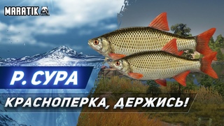 ЮБИЛЕЙНЫЕ ЗАДАЧИ - КРАСНОПЕРКА ● р. СУРА ● Русская Рыбалка 4