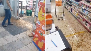 Flying Termites Invade Supermarket