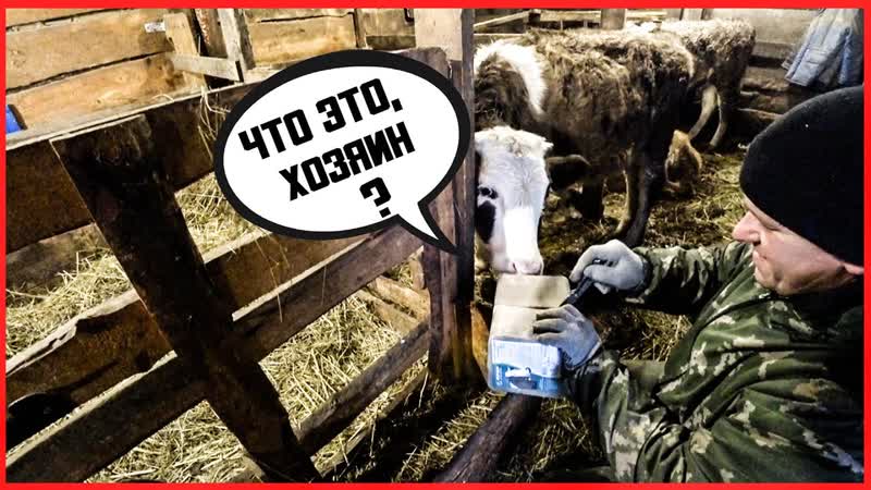 ДЕРЕВЕНСКИЕ БУДНИ, Всё получилось, Соль для коров, Письмо от
