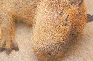Capybara world in Japan