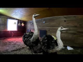 БУДУ СТРОИТЬ СТРАУСЯТНИК ! КАК СДЕЛАТЬ КАРКАС ! КУПИЛ ХУТОР В ЛЕСУ № 227