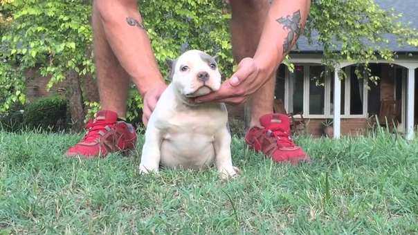 Introducing Moneyline x Daxline CHUBBY