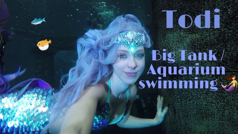 Big tank Aquarium swim Todi mythic