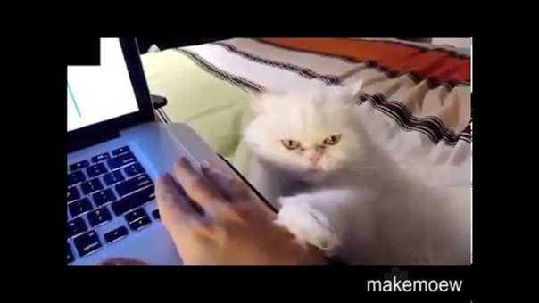 Cats demanding petting