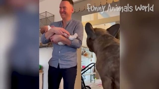 Funniest Animal Videos 2024    Best Funny Cats & Dogs Videos