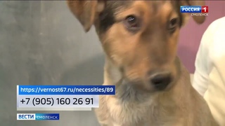 Приют Верность в новостях Россия 1