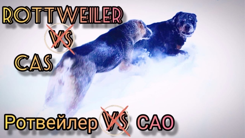 Rottweiler and Livestock Guarding Dog Ротвейлер и волкодав САО Саги