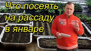 Обязательно это сеем в январе! Наглядный полный список. Не опоздайте!