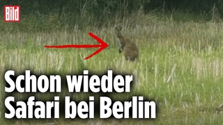 Wieder Wildtier-Alarm: Känguru hüpft durch Brandenburg
