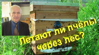 Профессор Кашковский: могут ли пчёлы пролетать через лес за взятком
