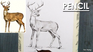 How to shade a Deer in Pencil