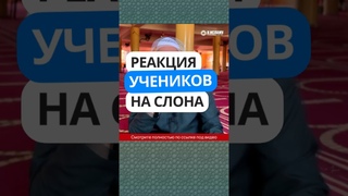 25. Реакция учеников на слона #Shorts Ринат Абу Мухаммад