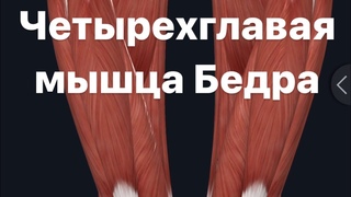 Четырехглавая мышца бедра. Почему болит колено Анатомия. Функции.  Патологии.