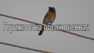 Горихвостка обыкновенная и пеночка теньковка сидят на проводах и поют. Пение птиц. Птицы Сибири.