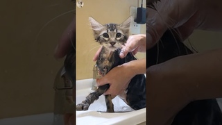A kitten relaxed his first bath  #shorts