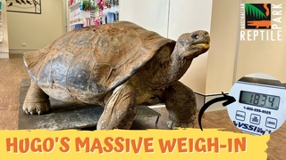 Giant Tortoise Gets Giant Health Check | Australian Reptile Park