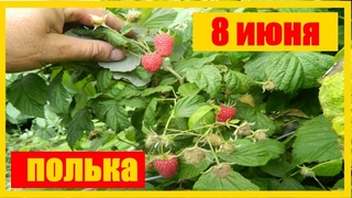хороший урожай малина полька  на 8 июня