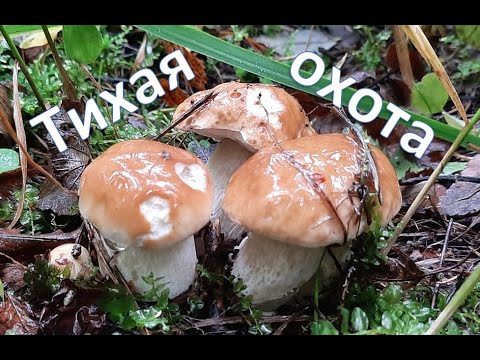 Тихая охота за белыми и другими грибами в середине сентября