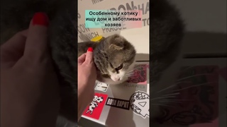 Молодому котику вислоушке нужен дом Спб 8(981)706-83-99