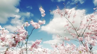 [FREE] Rod Wave 90s rap Type Beat  - Spring
