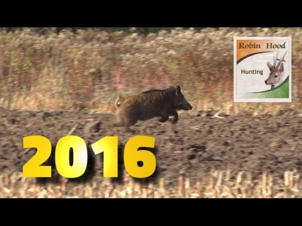 Best moments Wild boar driven hunting in Poland 2016 with Robin Hood Hunting
