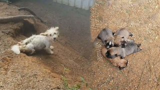 She was tied in short chained frozen in cold tried to survived for all her puppies