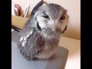 СОВА ОРЁТ: ЭЙ, ЭЙ, ЭЭЙ