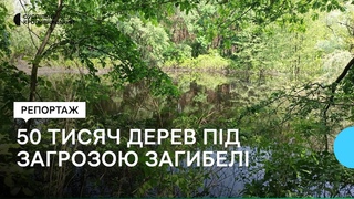 50 тисяч дерев у Крилівському лісництві Світловодська під загрозою загибелі