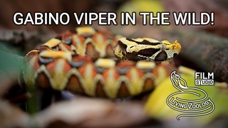 Gabino viper - a hybrid between venomous Gaboon viper and Rhinoceros viper (Uganda)