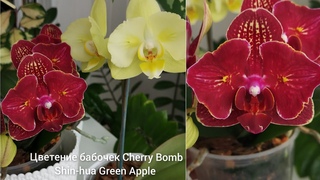 Цветение орхидей бабочек Phal. Cherry Bomb (Черри Бомб) и Shin-hua Green Apple бабочка.