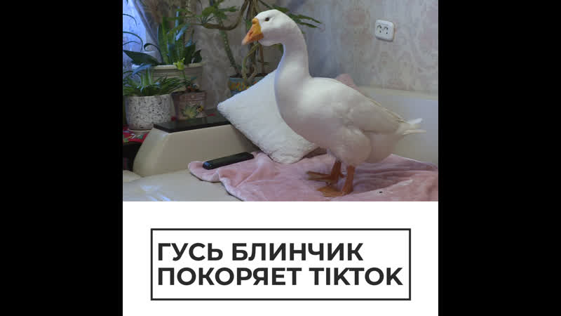 Гусь Блинчик покоряет Tik