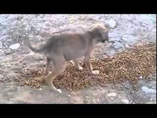 Щенок и корм)