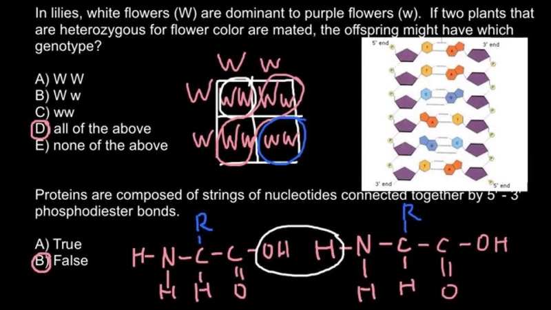 How amino acids are bound in polypeptide
