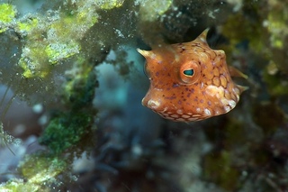 Mucky Secrets - Part 12 - Boxfishes, Puffers & Porcupinefishes - Lembeh Strait