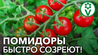 ПОМИДОРЫ ВМИГ ПОКРАСНЕЮТ НА КУСТЕ, ЕСЛИ ПОЛОЖИТЬ В ТЕПЛИЦУ ЭТО!