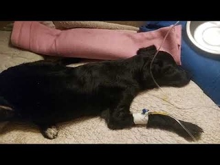 🔝🔝💖🐱🐶🐾 ЭТА УМИРАЮЩАЯ ДЕВОЧКА /ЩЕНОЧЕК найдена в Кобулети лежащей на бензоколонке