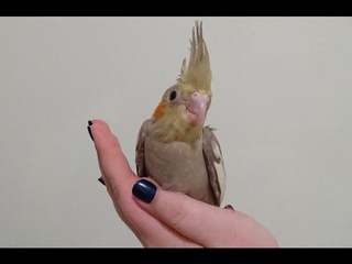 Еще одна САМКА КОРЕЛЛЫ РАСПЕВАЕТСЯ как самец!
