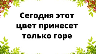Сегодня строго запрещен этот цвет. Принесёт горе.
