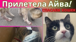 Измученная Айва прилетела Спасённые кошки Много кошек!