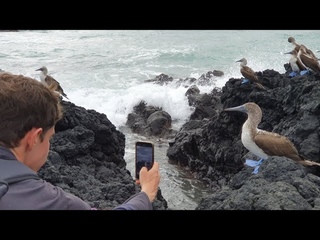 Blue-footed boobies, Isabela Island, Galapagos Islands