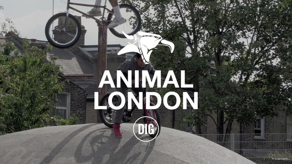 Animal