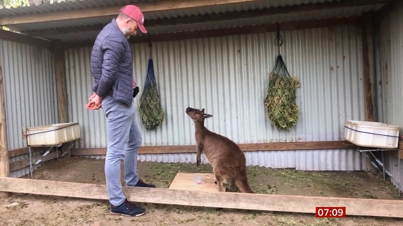 Researchers say kangaroos can communicate with people ( Global) BBC News 16th December