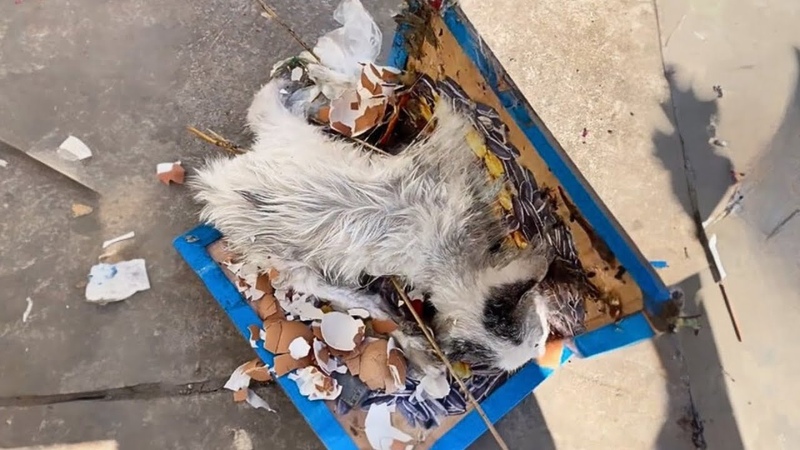 The kitten, trapped in glue, abandoned in a trash can, cried out in distress, unable to