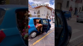 CUTE Llama Travelling in a SMALL Taxi in Peru! #viralvideo