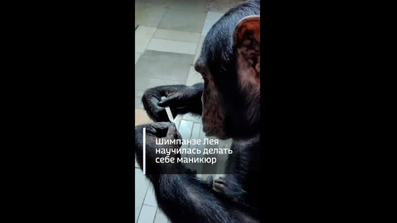 Шимпанзе Лея научилась делать себе