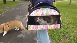 Пёс Тотоша по дороге к дому встречает Рику, красавицу корги с трёх цветной подружкой-кошкой Соней
